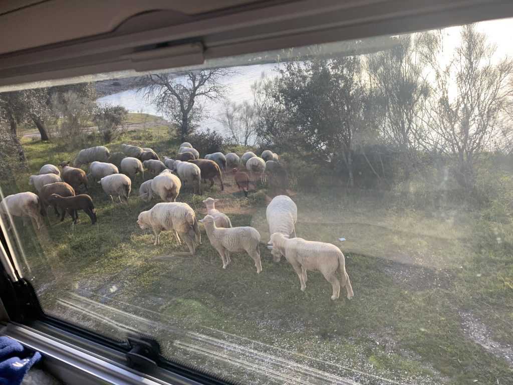 Schafe vor dem Wohnmobil in Portugal am Barragem de Lucefecit